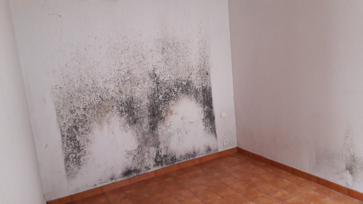 Moisissures - Expertise humidité à Clermont-Ferrand